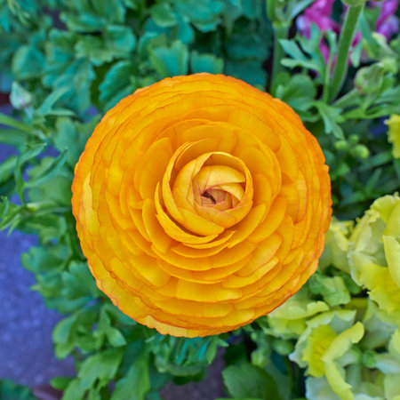 orange buttercup flower closeup, natural background