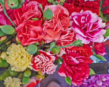 variety of colorful carnation flowers close up