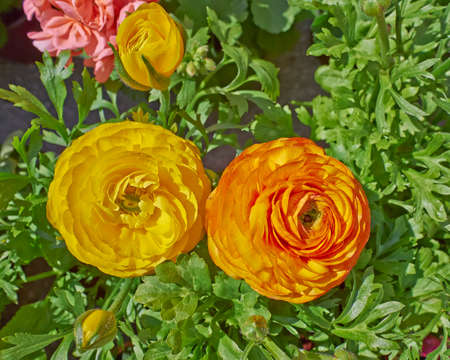 two orange buttercup flowers closeupの写真素材