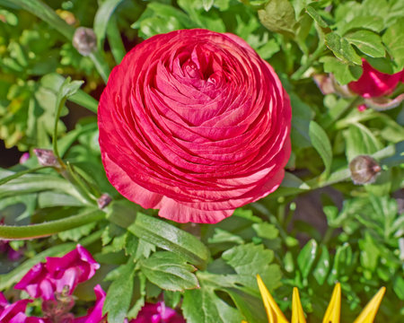 red buttercup flower closeup on green natural background