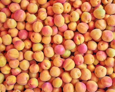fresh apricots closeup, natural backgroundの写真素材