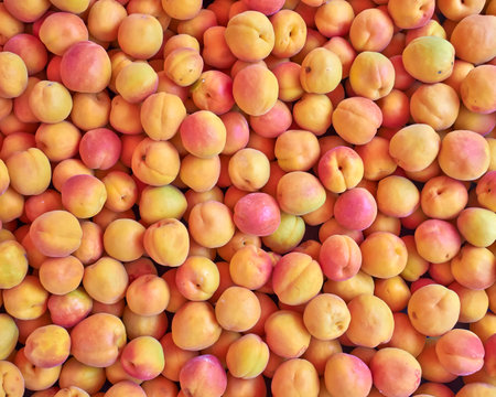 fresh apricots closeup, natural backgroundの写真素材