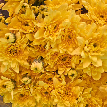 colorful chrysanthemum flowers closeupの写真素材