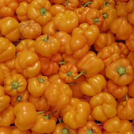 orange bell peppers closeupの写真素材
