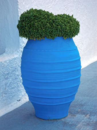 basil in blue jarの写真素材