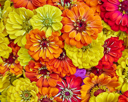 colorful zinia flowers closeup, natural backgroundの写真素材