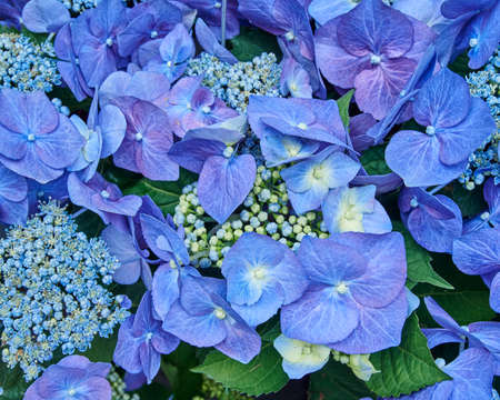 Hortensia flowers closeup, natural backgroundの写真素材