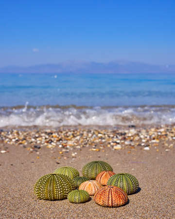 variety of colorful sea urchins on the beachの写真素材