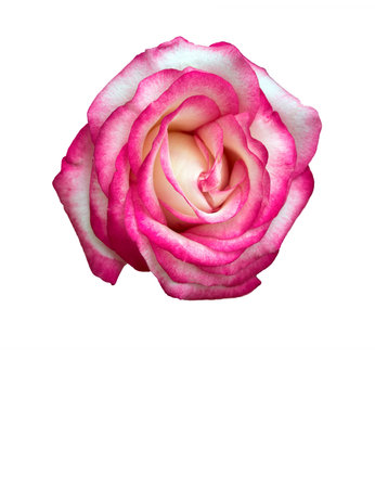 colorful rose flower isolated on whiteの写真素材
