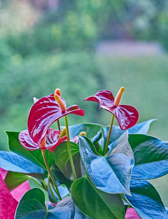 red whie anthurums, strong bokehの写真素材