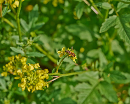 hard working honey bee pollinating wild flowers