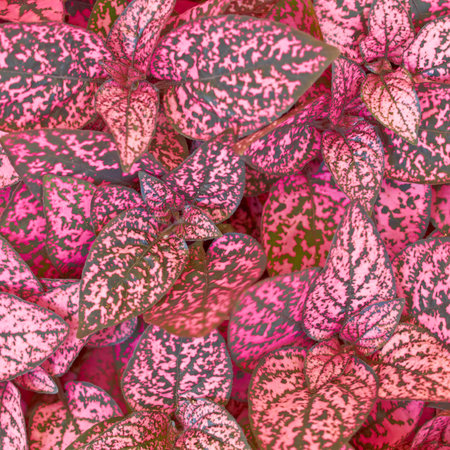 coleus plant foliage closeup, natural backgroundの写真素材