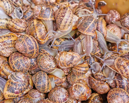 edible snails for sale at the local marketの写真素材