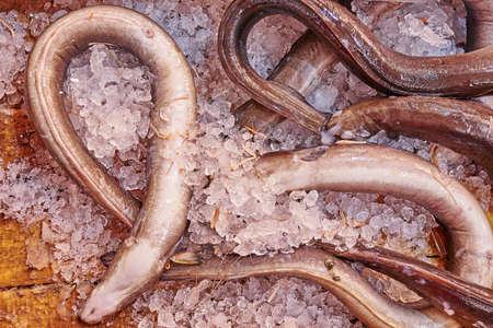 fresh eels on ice at the central marketの写真素材