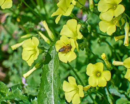 honey bee pollinating wild yellow flower close upの写真素材