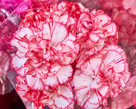 pale white and pink carnation flowers, natural background