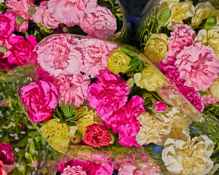 colorful carnation flowers close up, natural backgroundの写真素材