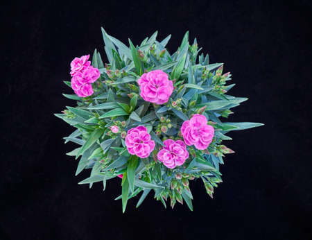 violet carnation flowers bouquet  on black backgroundの写真素材