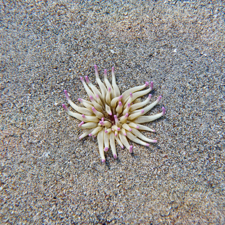 sea anemone closeup on sandy sea bed