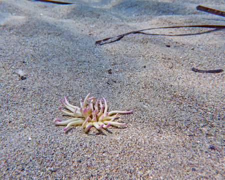 sea anemone closeup on sandy sea bedの写真素材