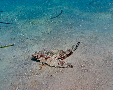 flying fish closeup on sandy sea bedの写真素材
