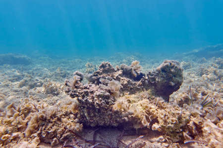 Mediterranean reefs closeup, underwater sceneの写真素材
