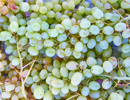 green organic grapes closeup, juicy background