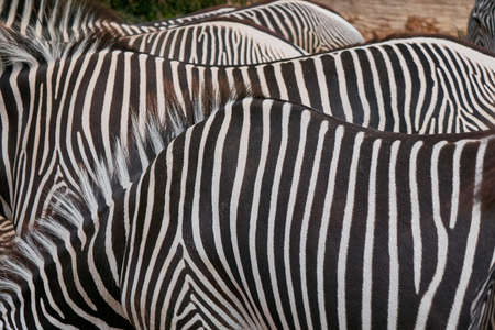 black and white stripes, zebras as natural backgroundの写真素材