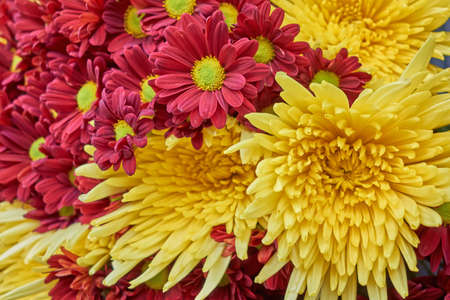 purple and yellow chrysanthemums closeup, natural backgroundの写真素材
