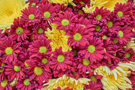 purple and yellow chrysanthemums closeup, natural backgroundの写真素材