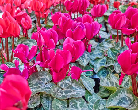 colorful red cyclamen flowers closeup in the gardenの写真素材