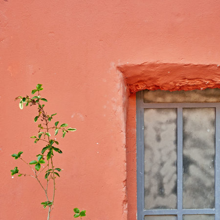 lonely plant and magenta wallの写真素材