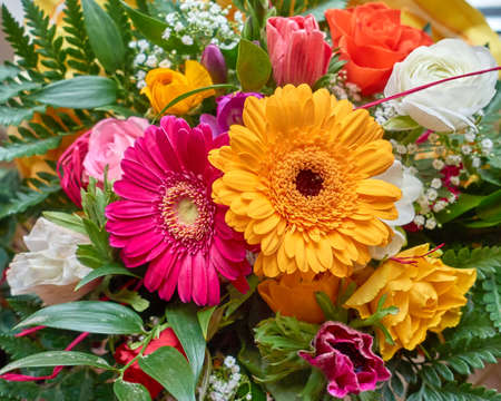 colorful gerber daisy flowers closeup, natural backgroundの写真素材
