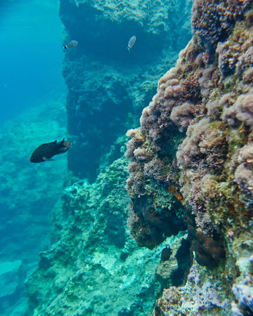 colorful reef and blue-green sea, underwater sceneの写真素材