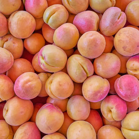 organic apricots are not the best looking, but...の写真素材