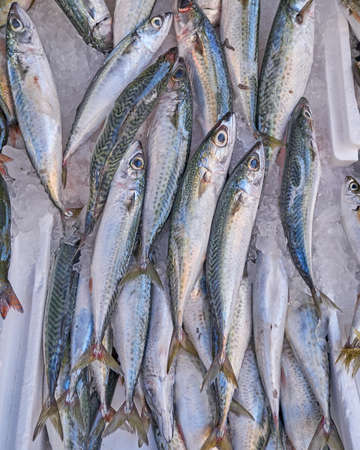 fresh horse mackerel fish at the local marketの写真素材