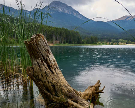 raindrops and old  tree trunk on a mountain lakeの写真素材