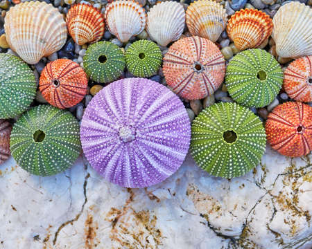 colorful sea urchins and shells on white rock and pebles beachの写真素材