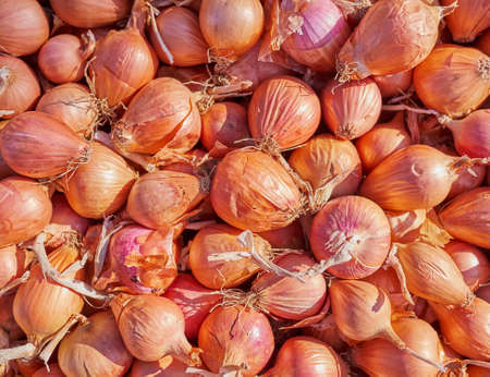 organic brown onions closeup, natural backgroundの写真素材
