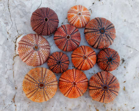 red orange colored sea urchin shells on white rocky beachの写真素材