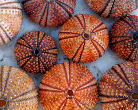 red orange colored sea urchin shells on white rocky beachの写真素材