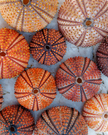red orange colored sea urchin shells on white rocky beachの写真素材