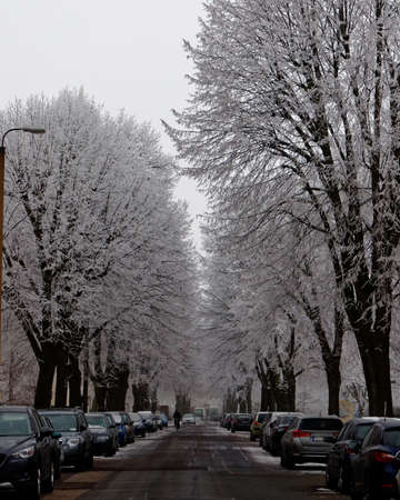 snow and frost in the city, winter sceneの写真素材