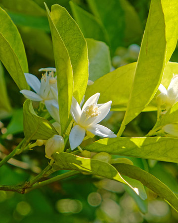 sun beam on lemon tree white flower  