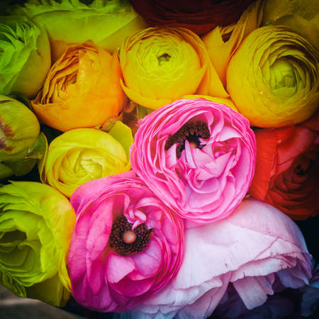 variety of colorful buttercup flowers top view, strong vignettingの写真素材