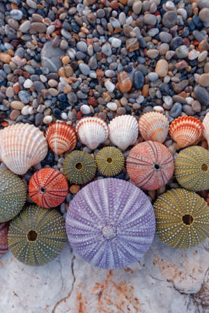 colorful sea urchins on the beach の写真素材