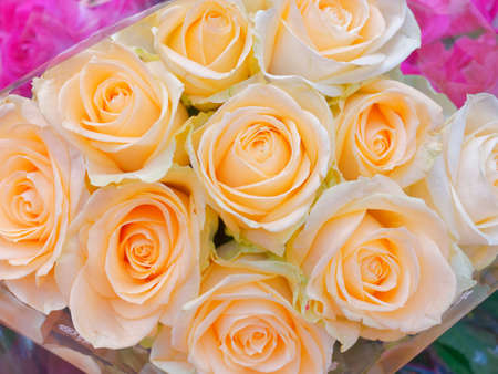 pale orange rose flowers natural backgroundの写真素材