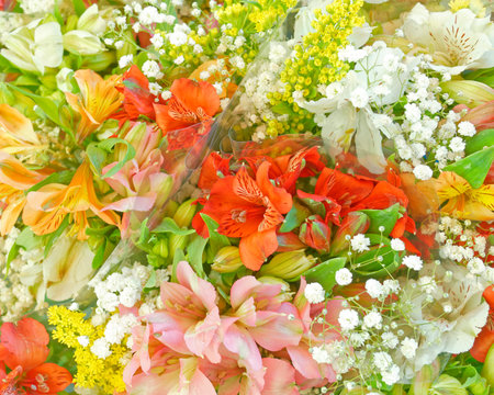 pale colored freesia flowers top viewの写真素材