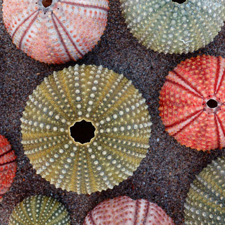colorful sea urchins shells on wet sand beachの写真素材