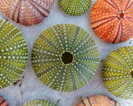 colorful sea urchins shells on white rockの写真素材